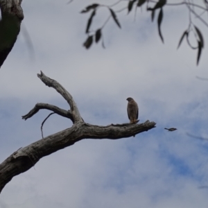 Accipiter fasciatus at Stromlo, ACT - 25 Oct 2022