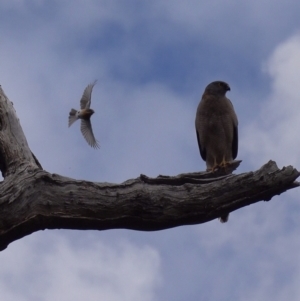 Accipiter fasciatus at Stromlo, ACT - 25 Oct 2022