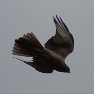 Accipiter fasciatus at Stromlo, ACT - 25 Oct 2022