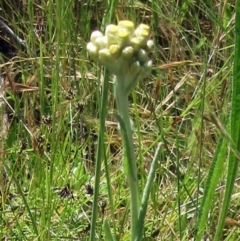 Pseudognaphalium luteoalbum (Jersey Cudweed) at Hawker, ACT - 30 Oct 2022 by sangio7