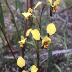 Diuris pardina (Leopard Doubletail) at Wamboin, NSW - 23 Sep 2021 by Devesons