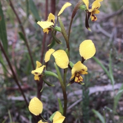 Diuris pardina (Leopard Doubletail) at Wamboin, NSW - 23 Sep 2021 by Devesons