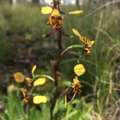 Diuris pardina at Wamboin, NSW - 23 Sep 2021