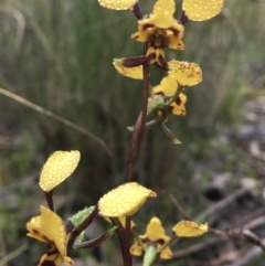 Diuris pardina at Wamboin, NSW - 23 Sep 2021