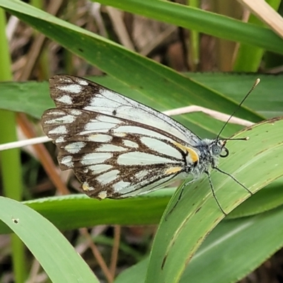 Belenois java (Caper White) at Nambucca Heads, NSW - 31 Oct 2022 by trevorpreston