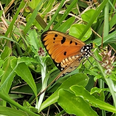 Acraea terpsicore (Tawny Coster) at Nambucca Heads, NSW - 31 Oct 2022 by trevorpreston