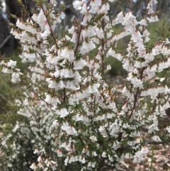 Styphelia fletcheri subsp. brevisepala (Twin Flower Beard-Heath) at Wamboin, NSW - 16 Sep 2021 by Devesons