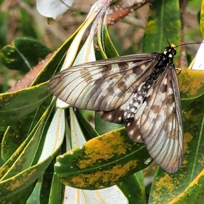 Acraea andromacha (Glasswing) at Nambucca Heads, NSW - 31 Oct 2022 by trevorpreston