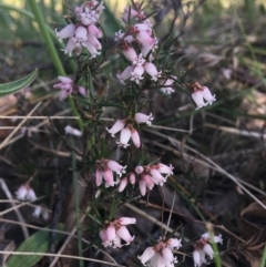 Lissanthe strigosa subsp. subulata (Peach Heath) at Wamboin, NSW - 9 Oct 2021 by Devesons