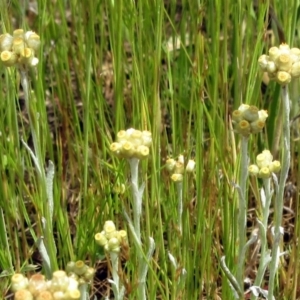 Pseudognaphalium luteoalbum at Hawker, ACT - 30 Oct 2022