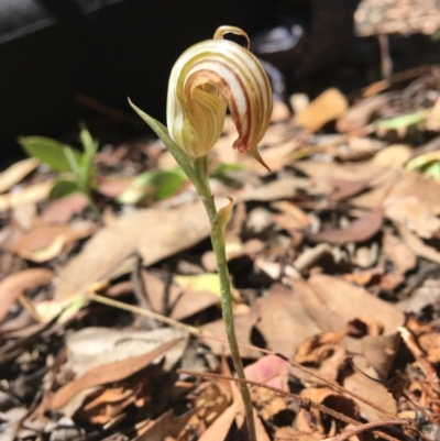 Diplodium truncatum (Little Dumpies, Brittle Greenhood) at Wamboin, NSW - 3 Mar 2021 by Devesons