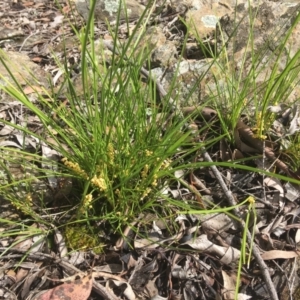 Lomandra filiformis subsp. filiformis at Wamboin, NSW - 18 Oct 2020 10:02 AM