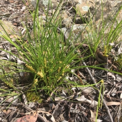 Lomandra filiformis subsp. filiformis (Wattle Matrush) at Wamboin, NSW - 18 Oct 2020 by Devesons