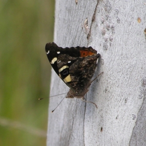 Vanessa itea at Molonglo Valley, ACT - 30 Oct 2022 11:28 AM