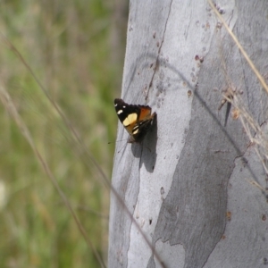 Vanessa itea at Molonglo Valley, ACT - 30 Oct 2022