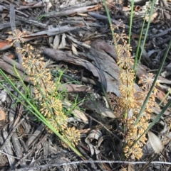 Lomandra multiflora (Many-flowered Matrush) at Wamboin, NSW - 21 Oct 2020 by Devesons