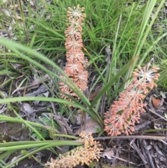 Lomandra multiflora at Wamboin, NSW - 21 Oct 2020 10:00 AM