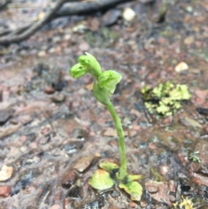 Hymenochilus cycnocephalus at Wamboin, NSW - 1 Oct 2021