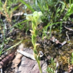 Hymenochilus cycnocephalus at Wamboin, NSW - 1 Oct 2021