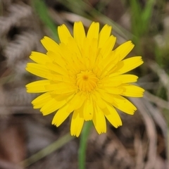 Hypochaeris radicata (Cat's Ear, Flatweed) at Nambucca Heads, NSW - 31 Oct 2022 by trevorpreston