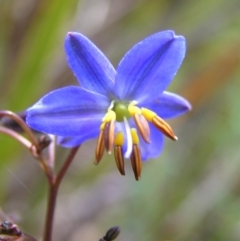 Dianella revoluta var. revoluta (Black-Anther Flax Lily) at Molonglo Valley, ACT - 30 Oct 2022 by MatthewFrawley