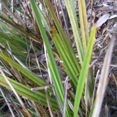 Dianella revoluta var. revoluta at Molonglo Valley, ACT - 30 Oct 2022