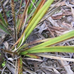 Dianella revoluta var. revoluta at Molonglo Valley, ACT - 30 Oct 2022 11:31 AM