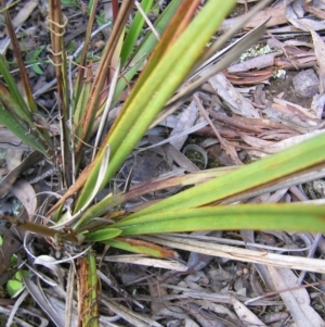 Dianella revoluta var. revoluta at Molonglo Valley, ACT - 30 Oct 2022 11:31 AM