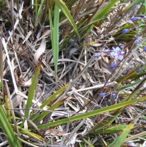 Dianella revoluta var. revoluta at Molonglo Valley, ACT - 30 Oct 2022