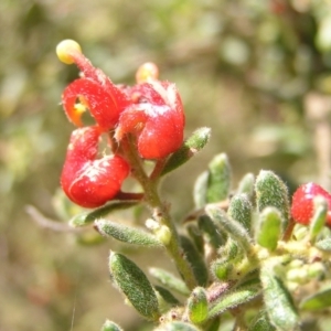 Grevillea alpina at Molonglo Valley, ACT - 30 Oct 2022 11:43 AM