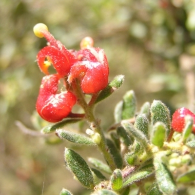 Grevillea alpina (Mountain Grevillea / Cat's Claws Grevillea) at Molonglo Valley, ACT - 30 Oct 2022 by MatthewFrawley