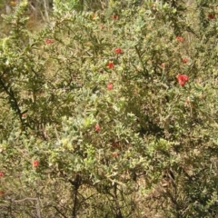 Grevillea alpina at Molonglo Valley, ACT - 30 Oct 2022