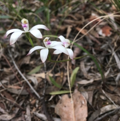 Caladenia ustulata (Brown Caps) at Wamboin, NSW - 30 Oct 2021 by Devesons