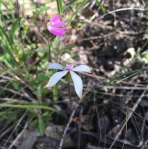 Caladenia ustulata at Wamboin, NSW - 30 Oct 2021