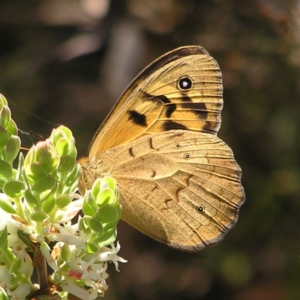 Heteronympha merope at Molonglo Valley, ACT - 30 Oct 2022 11:45 AM