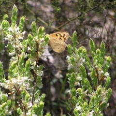 Heteronympha merope at Molonglo Valley, ACT - 30 Oct 2022