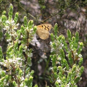 Heteronympha merope at Molonglo Valley, ACT - 30 Oct 2022