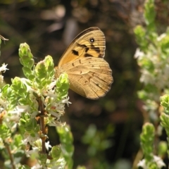 Heteronympha merope at Molonglo Valley, ACT - 30 Oct 2022 11:45 AM