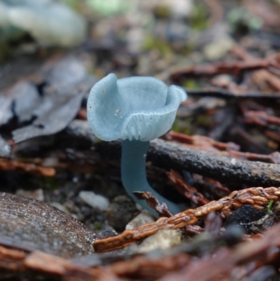 Arrhenia chlorocyanea at Stromlo, ACT - 26 Oct 2022 by RobG1
