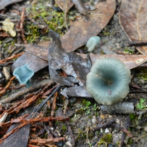 Arrhenia chlorocyanea at Stromlo, ACT - 26 Oct 2022