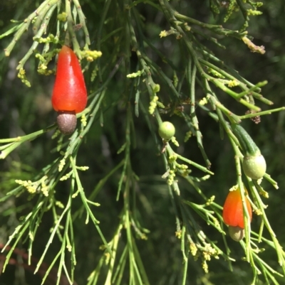 Exocarpos cupressiformis (Cherry Ballart) at Wamboin, NSW - 20 Dec 2020 by Devesons