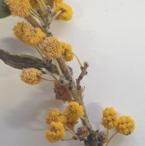 Acacia brachybotrya at Watson, ACT - 18 Oct 2022