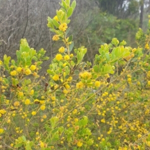 Acacia brachybotrya at Watson, ACT - 18 Oct 2022