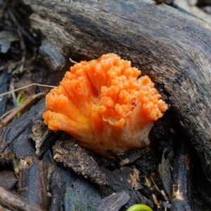 Ramaria sp. at Stromlo, ACT - 26 Oct 2022 11:01 AM