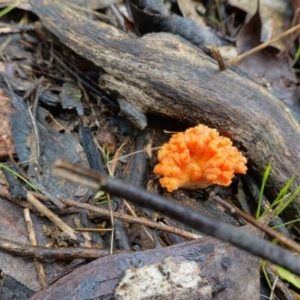 Ramaria sp. at Stromlo, ACT - 26 Oct 2022 11:01 AM