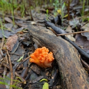 Ramaria sp. at Stromlo, ACT - 26 Oct 2022