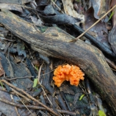 Ramaria sp. at Stromlo, ACT - 26 Oct 2022 11:01 AM