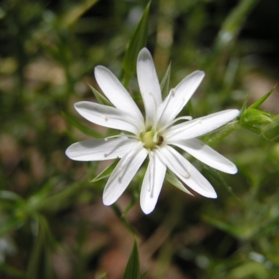 Stellaria pungens (Prickly Starwort) at Molonglo Valley, ACT - 30 Oct 2022 by MatthewFrawley