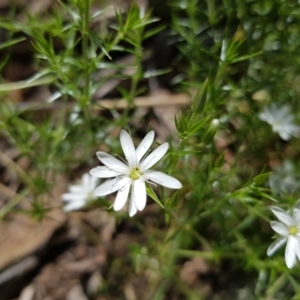 Stellaria pungens at Molonglo Valley, ACT - 30 Oct 2022 12:14 PM