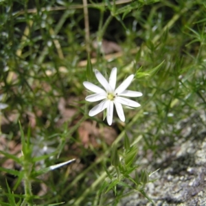 Stellaria pungens at Molonglo Valley, ACT - 30 Oct 2022 12:14 PM